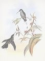 Campylopterus_latipennis.jpg