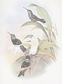 Eugenes_fulgens.jpg