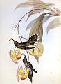 Eutoxeres_aquila.jpg