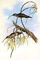 Phaethornis_cephalus.jpg