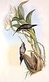 Phaethornis_oseryi.jpg