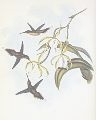 Phaethornis_zonura.jpg